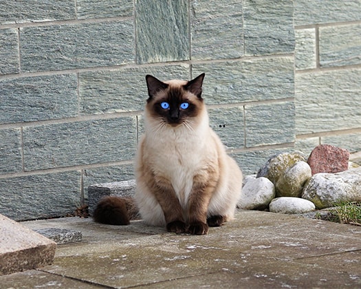 Siamkatze Blue-Point